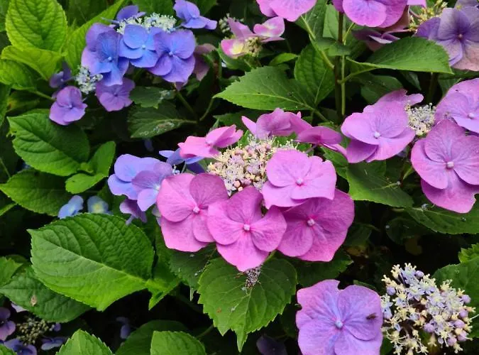 Le Petit Nid D'aigle - Appartement